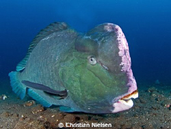 Bumphead parrotfish. Olympus E330, 8mm fisheye, 2 Ikelite... by Christian Nielsen 